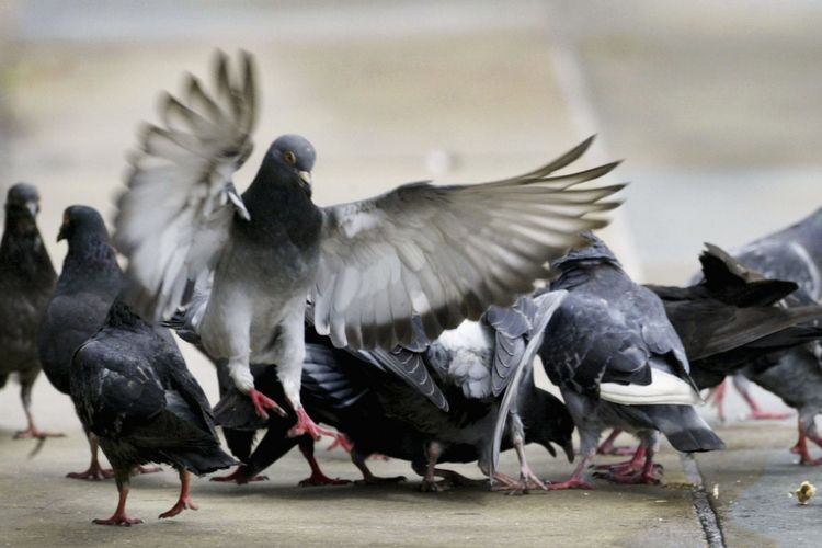 Peneliti mengungkapkan sayap burung dapat memberi tanda bahaya.