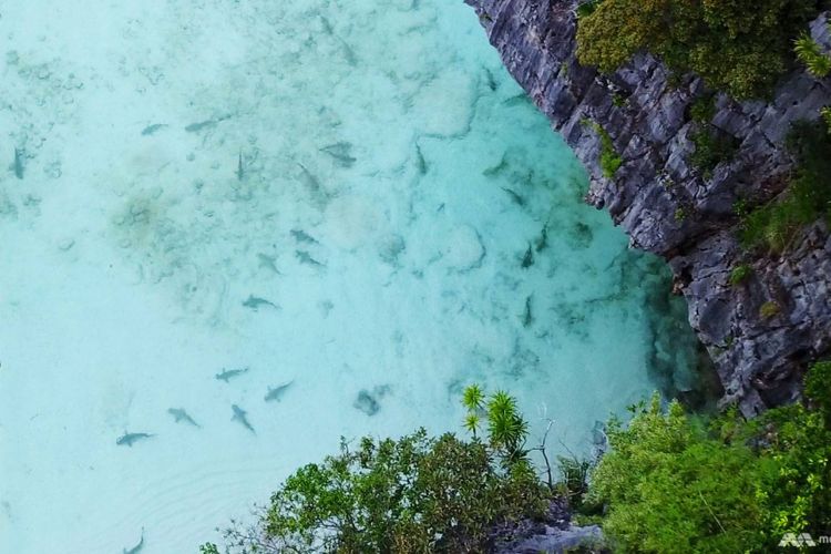 Kawanan hiu blacktip mulai terlihat di salah satu sudut Teluk Maya, Thailand. Kemunculan ini tergolong langka ketika Teluk Maya dipadati oleh ribuan wisatawan yang berkunjung ke Phi Phi Island tiap hari.