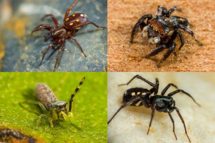 beberapa spesies laba-laba baru