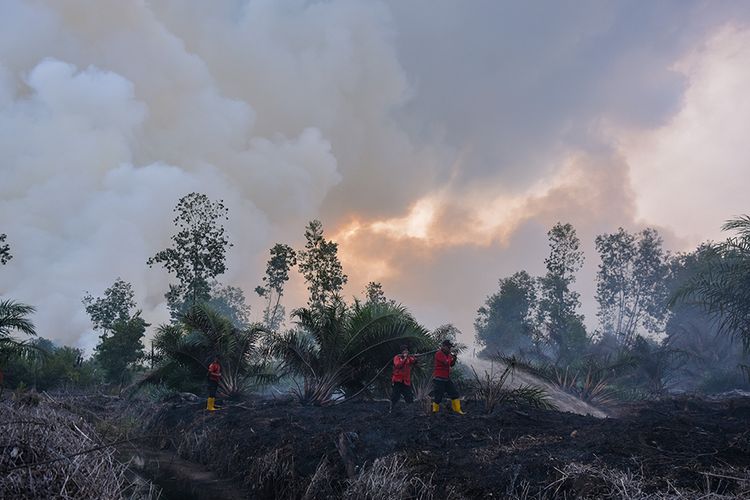 Sejumlah petugas pemadam kebakaran PT Riau Andalan Pulp and Paper (RAPP) berusaha memadamkan kebakaran lahan gambut di Desa Penarikan Kecamatan Langgam Kabupaten Pelalawan, Riau, Minggu (28/7/2019). Upaya Satgas Karhutla Riau untuk memadamkan kebakaran hutan dan lahan tidak bisa optimal akibat angin kencang dan cuaca kering yang mengakibatkan sumber air mengering.