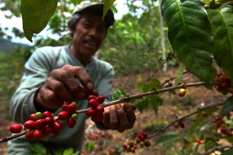 Pendapatan warga Desa Cupunagara, Kecamatan Cisalak, Kabupaten Subang, Jawa Barat. meningkat sejak membudidayakan kopi arabika. Petani menjual kopi melalui BUMDes yang kemudian memberi merk Kopi Canggah.