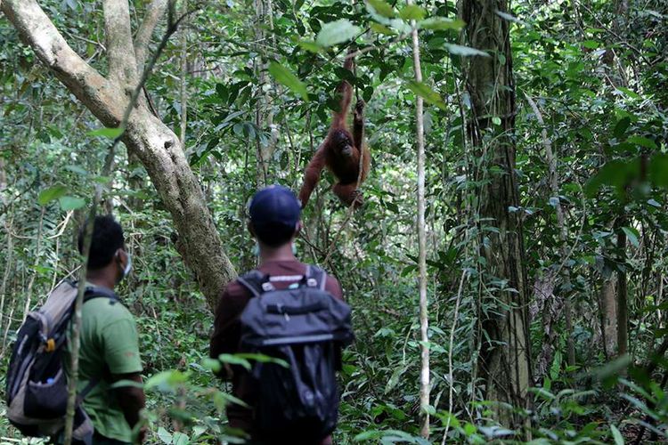Petugas Yayasan Ekosisem Leuser (YEL) mengawasi dan melatih orangutan Sumatra (Pongo abelli) sebelum dilepasliarkan di forest school (sekolah hutan) cagar Alam Jantho, Aceh Besar, Aceh, Selasa (18/6/2019). Sejak 2011 hingga 2019 YEL dan BKSDA Aceh telah melepasliar 121 orangutan di kawasan hutan cagar alam Jantho.