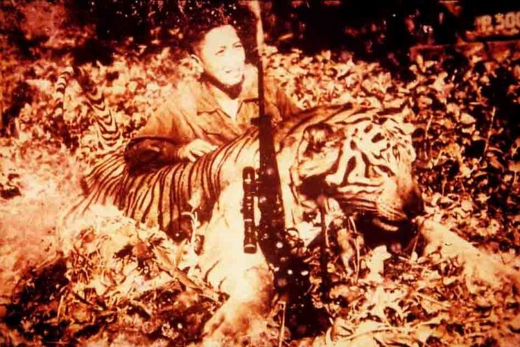 Foto harimau Jawa berkuran besar yang ditembak di perkebunan karet Kendeng Lembu, Jawa Timur, tahun 1957. 