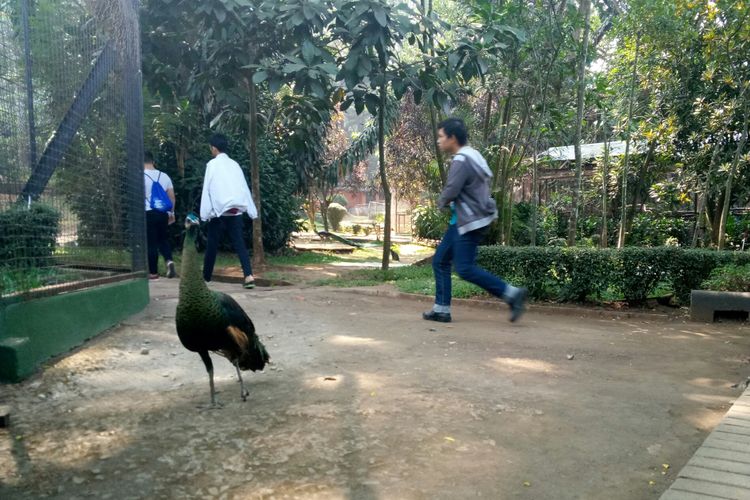 Pertama kalinya Bandung Zoo lepasliarkan merak hijau asal Pulau Jawa ini di luar kandang. Merak Hijau tampak berkeliaran, bahkan pengunjung dapat beriteraksi langaung dengan burung merak tersebut di Bandung zoo, Kota Bandung, Sabtu (13/10/2018). 