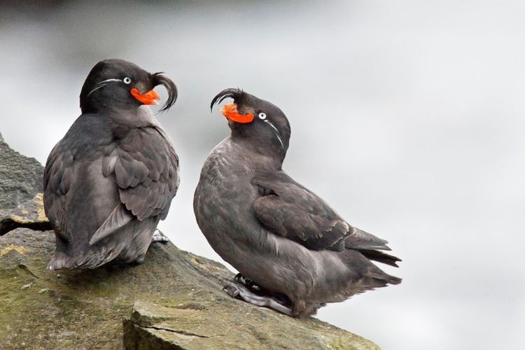 Burung auklet jambul jantan ciptakan parfum untuk pikat betina