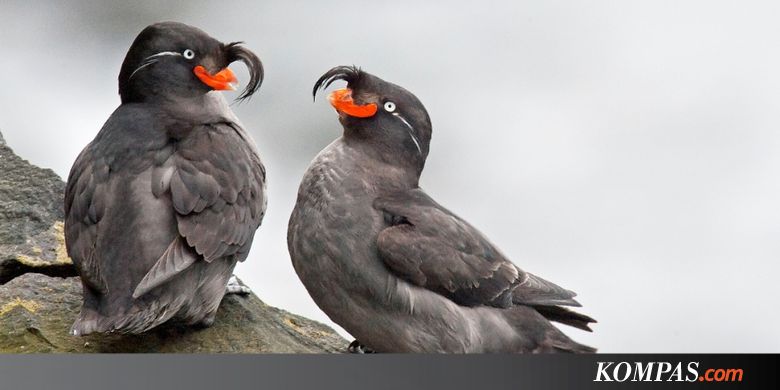 Burung Jantan Ini Ciptakan Parfum Pemikat Sebelum Kawin News Summed Up