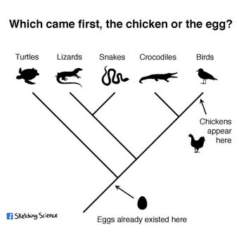Urut-urutan keberadaan telur dan ayam