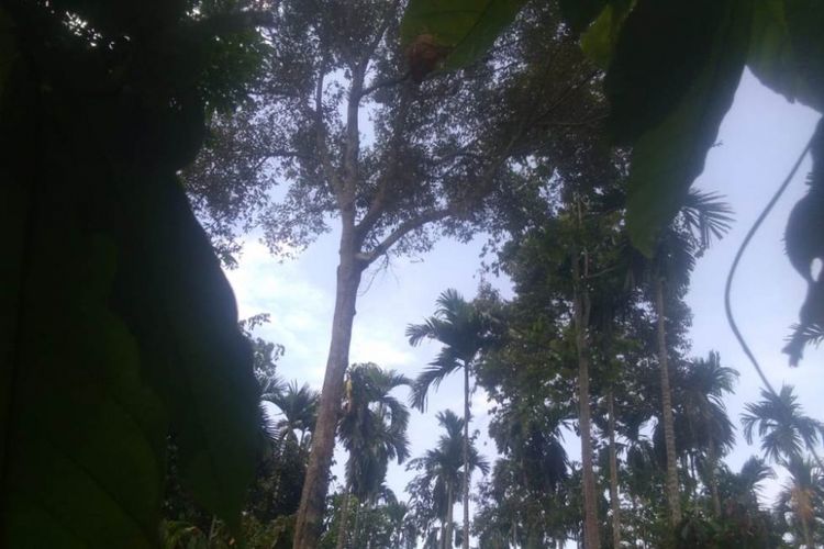 Kebun durian di Desa Buket, Kecamatan Kuta Makmur, Kabupaten Aceh Utara, Sabtu (21/7/2018)