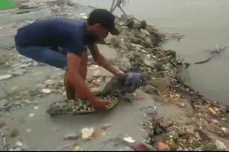 Buaya 1,5 meter yang masuk ke pemukiman warga dilepaskan kembali ke Sungai Lariang, Senin (15/7/2019). 