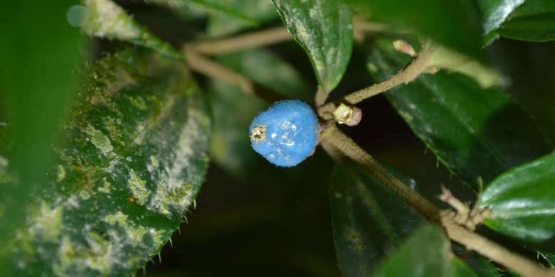 Miconia rheophytica, spesies tanaman baru yang hidup di lembah curam Andes dan dikhawatirkan punah.