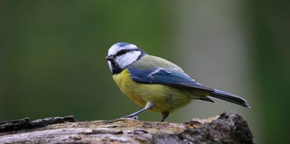 Seperti Manusia Burung Gelatik Biru Juga Bisa Ceraikan