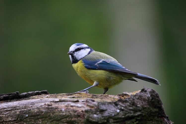 Burung gelatik biru