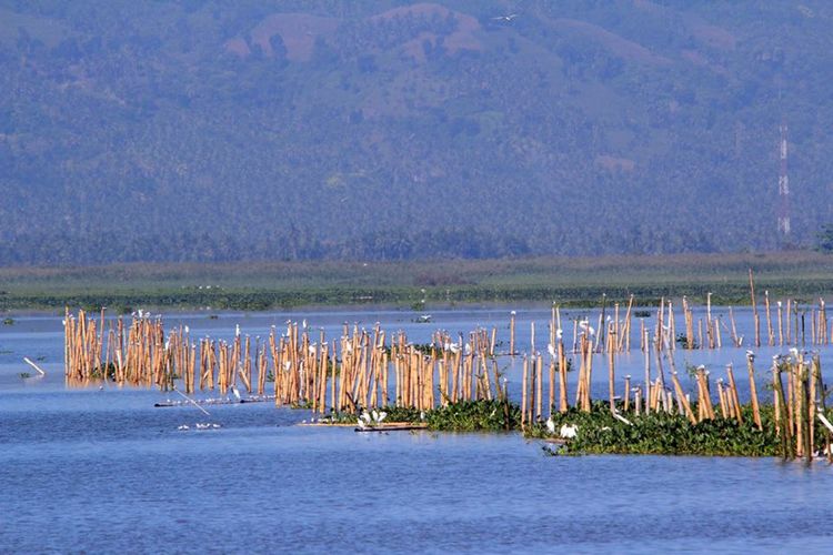 Sejumlah burung jenis dara laut hinggap di patok-patok bambu yang ada di Danau Limboto, Gorontalo.
