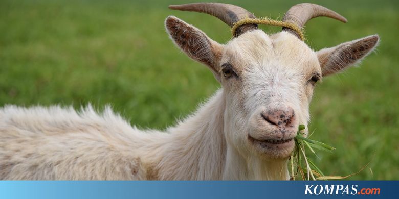 Cara Mudah agar Bisa Melakukan Kurban Idul Adha Tahun Ini