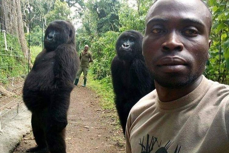 Sepasang gorila gunung tengah berswafoto bersama petugas Taman Nasional di Kongo.