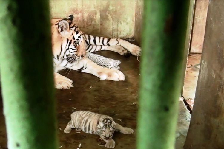 Wesa bersama dua bayinya dalam kandang khusus yang disediakan Medan Zoo, Jumat (27/7/2018) 