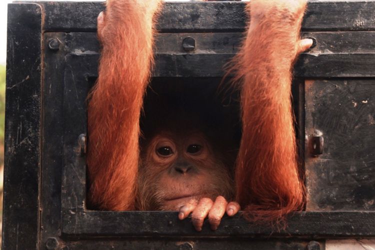 Sapto, Orangutan Sumatera (Pongo Abelii) saat dievakuasi YOSL-OIC dan BBKSDA Sumut ke Medan, Kamis (24/1/2019)