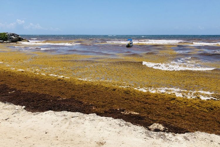 Rumput laut Sargassum menutupi pantai dekat Tulum, negara bagian Quintana Roo, Meskiko, 24 Mei 2019