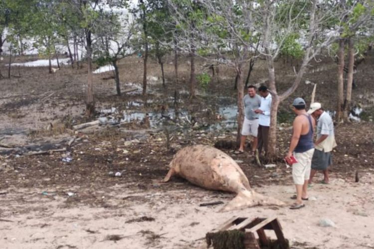 Ikan Dugong (Lembu Air) sepanjang 3,4 meter ditemukan terdampar di pantai Sanur Leho, Kecamatan Tebing, Kabupaten Bintan, Kepulauan Riau.