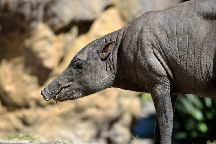 Babirusa