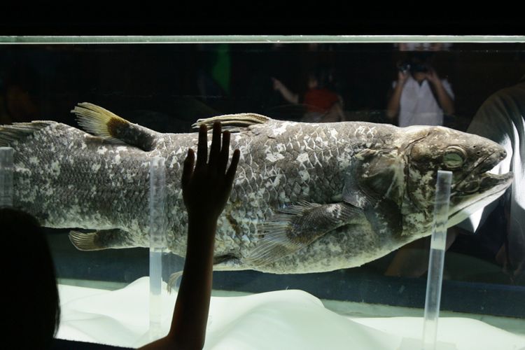 Spesimen ikan purba Coelacanth (Latimeria menadoensis) yang ditemukan di perairan Talise, Manado, Sulawesi Utara, pada November 2008 menambah koleksi Sea World Indonesia, Jakarta, Jumat (25/9/2008). Ikan Coelacanth digolongkan sebagai ikan purba dan fosil hidup karena diduga sudah ada sejak era Devonian, sekitar 380 juta tahun silam dengan bentuk yang tak berubah.