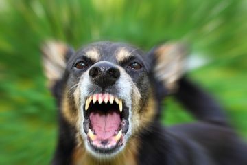 Ilustrasi anjing