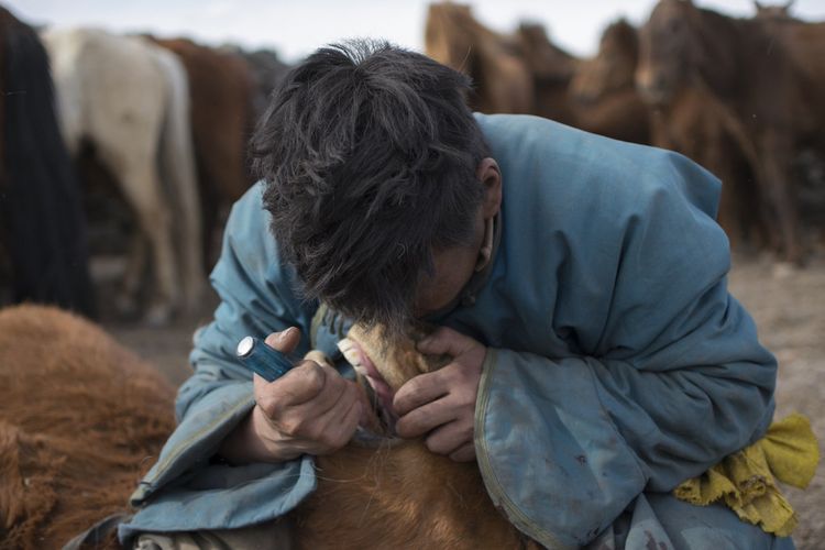 Orang Mongolia melakukan cabut gigi pada kuda mereka