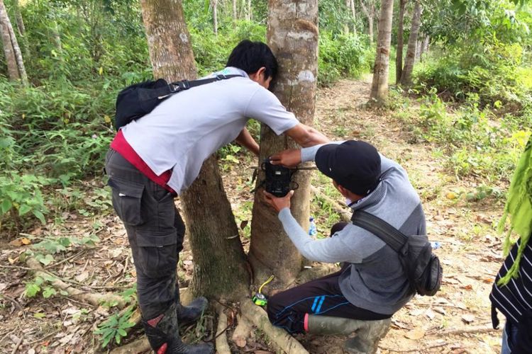 Petugas memasang kamera pemantau untuk mendeteksi keberadaan harimau di Desa Peunaron Lama, Kecamatan Serbajadi, Kabupaten Aceh Timur, Aceh, Senin (7/1/2019)