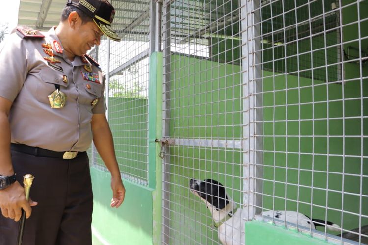 Kapolda Lampung melihat salah satu anjing pendeteksi satwa liar di Wildlife Kalianda, Jumat (6/9/2019). Anjing pendeteksi kini digunakan di Pelabuhan Bakauheni untuk mencegah penyelundupan satwa liar dari dan ke Sumatra.