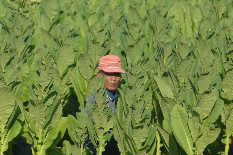 Pekerja memanen daun tembakau di Desa Bunder, Padewamu, Pamekasan, Jawa Timur, Selasa (25/7/2017). 