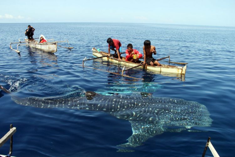 Anak-anak Botubarani, Bone Bolango bermain dengan hiu paus (whale shark) di belakang kampung mereka. Sudah beberapa bulan ini raksasa laut ini tidak muncul.