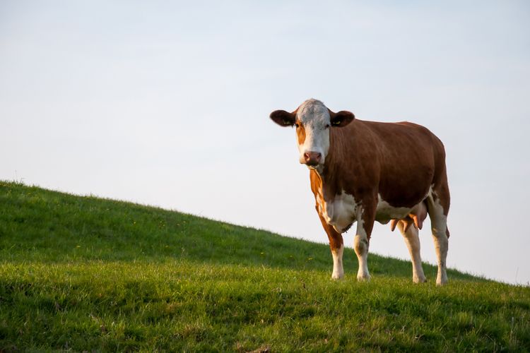 Brown cow on meadow