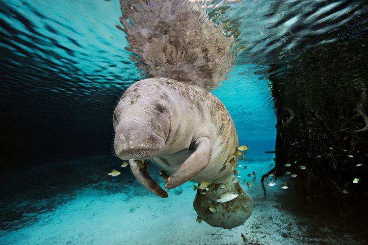 Manatee