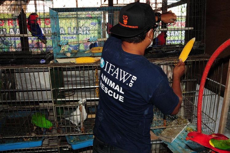 Salah satu tim Animals Warrior memberi pakan kepada satwa liar di BKSDA Palu.