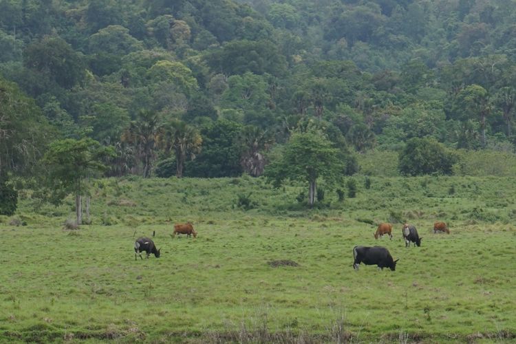 Banteng di Padang Savana blok Sadengan Taman Nasional Alas Purwo Banyuwangi.