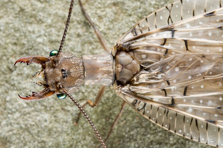 Dobsonfly