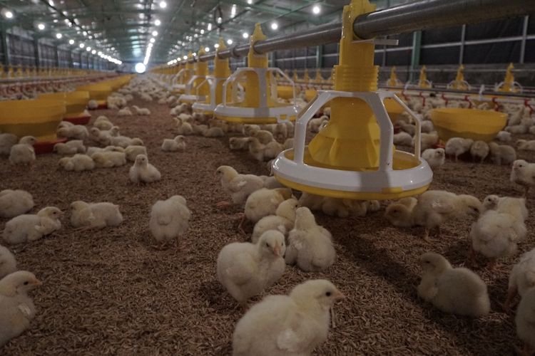 Produksi Ayam Ras 2020 Nasional Surplus Kompas com