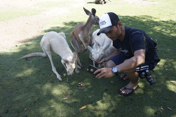 Pengunjung berusaha swafoto bersama kanguru di Caversham Wildlife Park, Perth, Australia Barat, Selasa (6/2/2018).