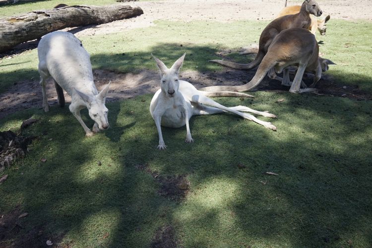 Kanguru di Caversham Wildlife Park, Perth, Australia Barat.