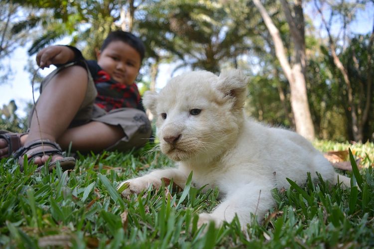 Pengunjung bermain dengan bayi Singa putih (White Lion) yang baru lahir bernama Adovo berada di area baby zoo Taman Safari Indonesia (TSI) II Prigen, Pasuruan, Jawa Timur, Senin (20/8/2018). Anakan singa putih yang lahir pada 27 Juli lalu tersebut menambah koleksi jumlah singa putih di taman Safari Indonesia menjadi lima ekor. 