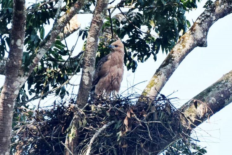 Seekor anakan Burung Garuda alias Elang Jawa terpantau di dalam kawasan Taman Nasional Gunung Gede Pangrango (TNGGP) Jawa Barat, Senin (01/07/2019). Ini adalah temuan kedua di tahun ini terkait aktivitas hewan paling dilindungi itu.
