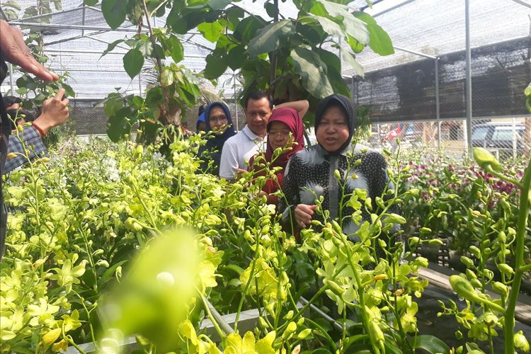 Wali Kota Surabaya Tri Rismaharini saat mengunjungi kebun bunga anggrek di kawasan eks lokalisasi di Jalan Sememi Jaya II, Kecamatan Tandes, Surabaya, Sabtu (27/7/2019).