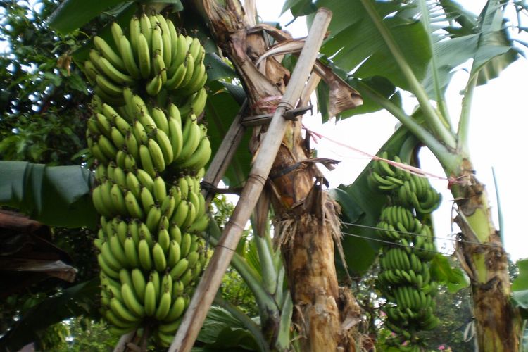 Ilustrasi panen pisang