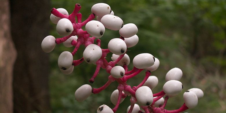 Actaea pachypoda atau mata boneka, tumbuhan beracun yang bisa bikin serangan jantung