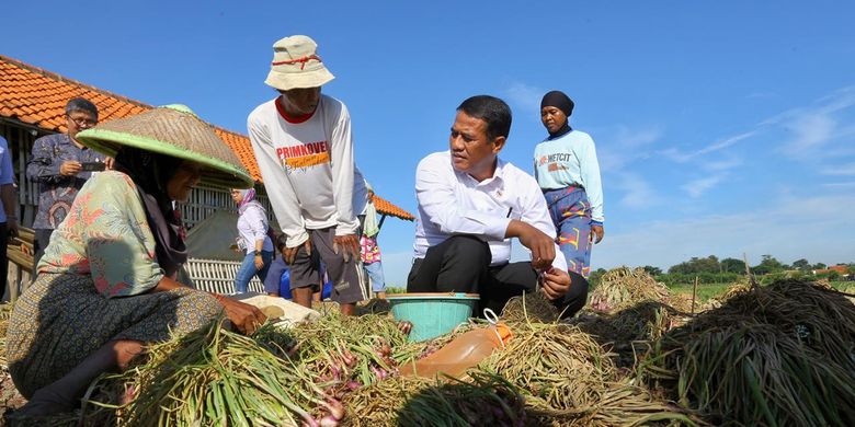 Menteri Pertanian Andi Amran sedang menyapa petani bawang merah yang baru saja memanen 