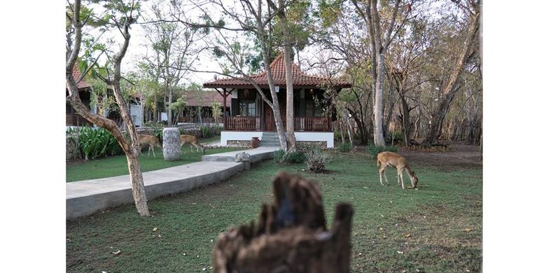 Terlihat rusa di kawasan vila Plataran Menjangan Resort & Spa
