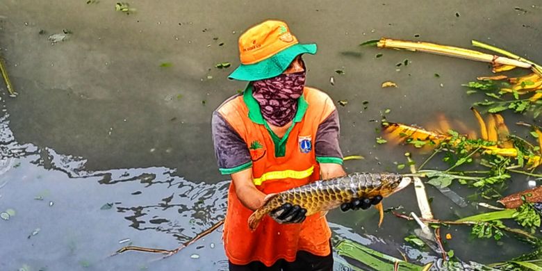 Petugas UPK Badan Air menemukan seekor ikan arwana di Kali Utan Kayu, Kamis (14/2/2019).