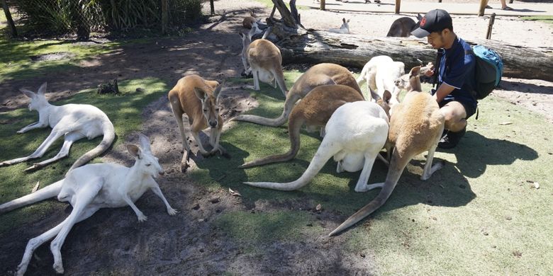 Kanguru di Caversham Wildlife Park, Perth, Australia Barat.