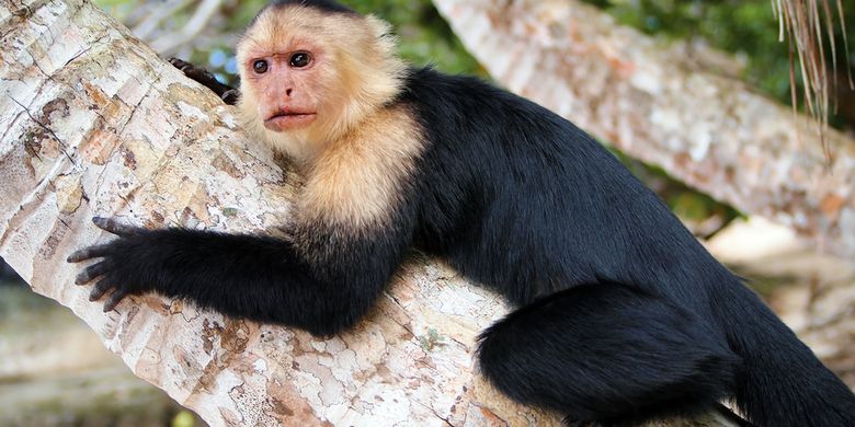 Saat monyet Capuchin diperlakukan tidak adil, mereka bisa memasang ekspresi wajah marah.