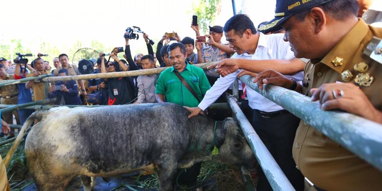 Menteri Pertanian Andi Amran Sulaiman sedang memegang salah satu sapi peternakan rakyat